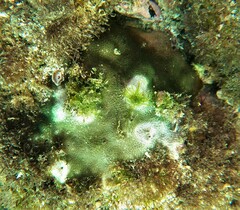 Porites panamensis