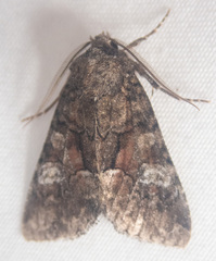 Fishia illocata