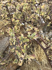 Commiphora wildii