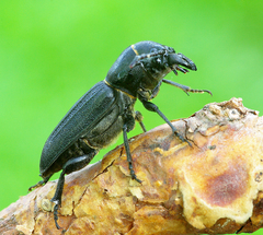 Spondylis buprestoides