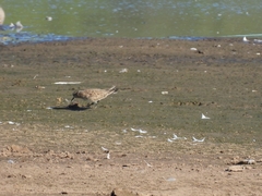 Calidris bairdii