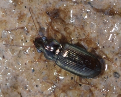 Pogonus chalceus