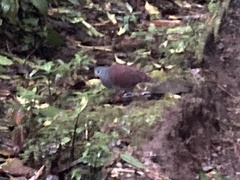 Zentrygon costaricensis