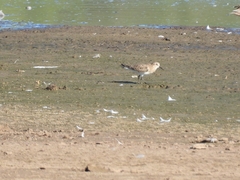 Calidris bairdii