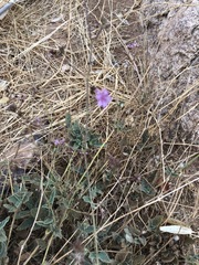 Commicarpus squarrosus