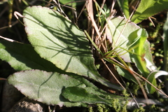 Campanula rapunculus