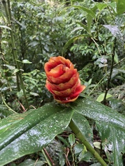 Costus pulverulentus