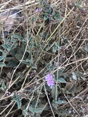 Commicarpus squarrosus