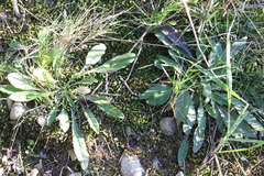 Campanula rapunculus