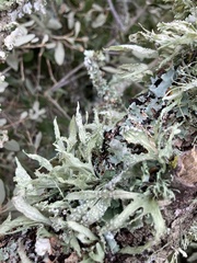 Ramalina complanata