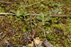 Onobrychis caput-galli