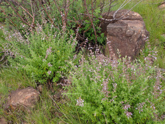 Syncolostemon cinereus