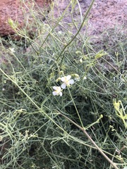 Cardiospermum corindum