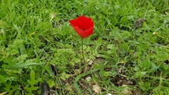Anemone coronaria