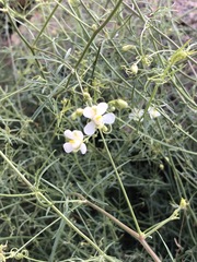 Cardiospermum corindum