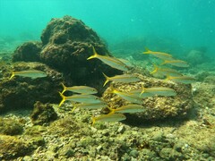 Mulloidichthys dentatus