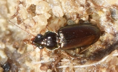 Pogonus chalceus