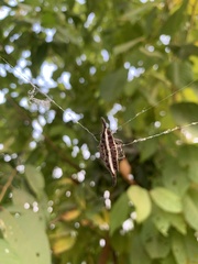 Gasteracantha diardi