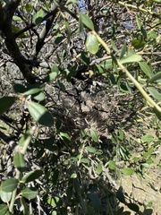 Ceanothus leucodermis