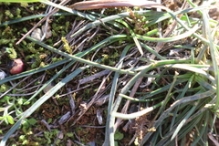Dianthus longicaulis