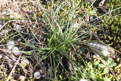 Dianthus longicaulis