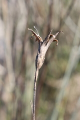 Dianthus longicaulis