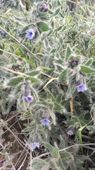Anchusa aggregata