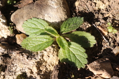 Sideritis romana romana