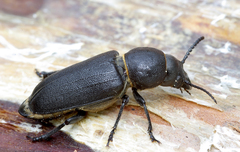 Spondylis buprestoides