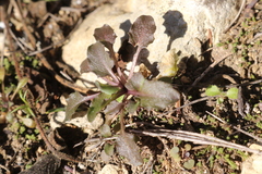 Noccaea perfoliata