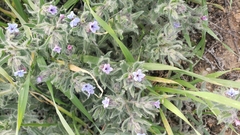 Anchusa aggregata