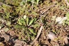 Draba verna