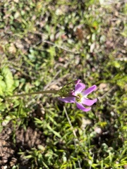 Primula clevelandii