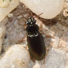 Pogonus chalceus