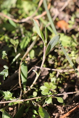 Coronilla scorpioides