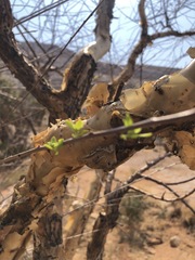 Commiphora tenuipetiolata