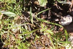 Coronilla scorpioides
