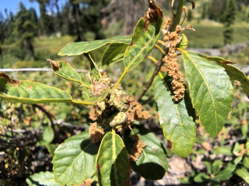 Image of Quercus sadleriana by (c) Dee Shea Himes, some rights reserved (CC BY)