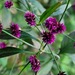 紫花蓮子草 - Photo 由 郭伯川 所上傳的 (c) 郭伯川，保留部份權利CC BY-NC