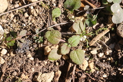 Veronica arvensis