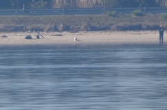 Podiceps auritus