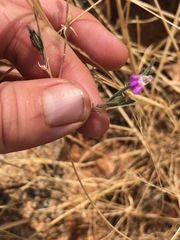 Justicia divaricata