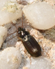 Pogonus chalceus