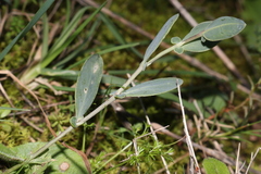 Coronilla scorpioides