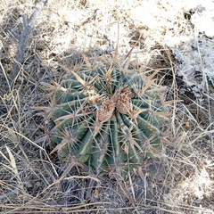 Ferocactus latispinus