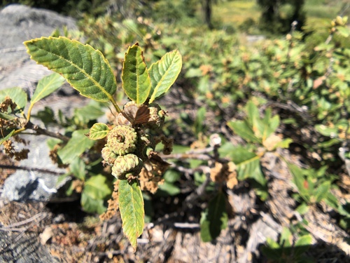 Image of Quercus sadleriana by (c) Dee Shea Himes, some rights reserved (CC BY)