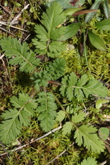 Erodium cicutarium
