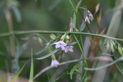 Convolvulus sagittatus