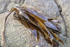 Laminaria digitata