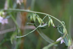 Convolvulus sagittatus